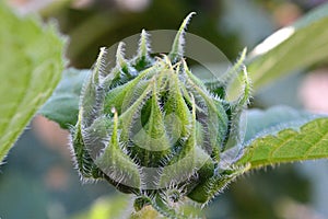 Baby Budding Sunflower closeup