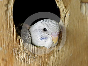 Baby Budgies 3