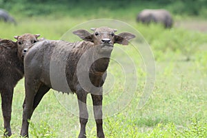 Baby buffalo