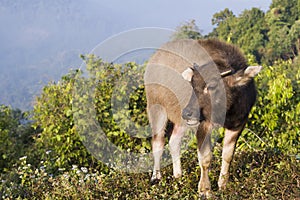 Baby buffalo (Bubalus bubalis) in Thailand