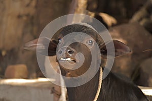 Baby buffalo in the domestic farm,black baby buffalo in village,Buffalo calf in farm, selective focus