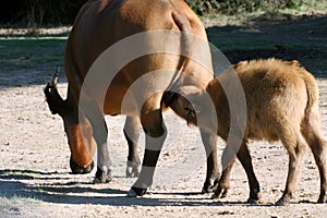 Baby buffalo drinking milk