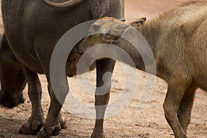 Baby buffalo feeding