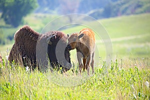 Baby buffalo with mom bison photo