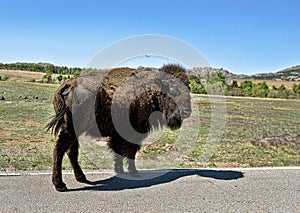 Baby Buffalo