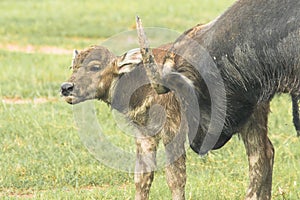 A baby buffalo is walking in the field