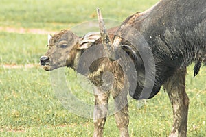 A baby buffalo is walking in the field