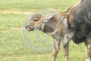 A baby buffalo is walking in the field