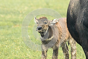 A baby buffalo is walking in the field