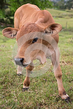 Baby bull calf with large ears and eyes