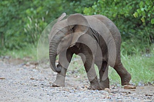 Baby bull elephant