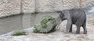 Baby bull elephant with christmas tree