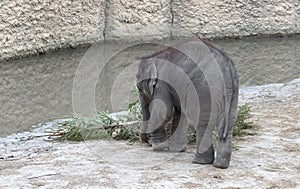 Baby bull elephant with christmas tree
