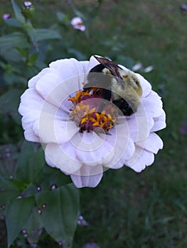 Baby Bumble Bee Napping in Zinnia