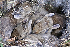 Baby Bunnies Huddled in Their Nest
