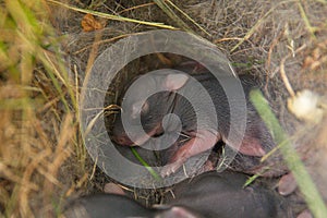 Baby bunnies, newborn, in nest
