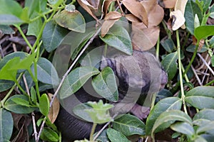 Baby bunny laying in a garden