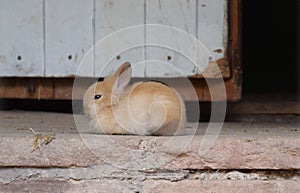 Baby bunny rabbit
