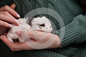 Baby bunny rabbit sleeping in hands