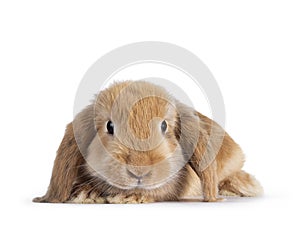 Baby bunny on white background