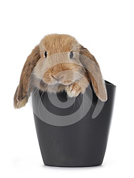 Baby bunny on white background