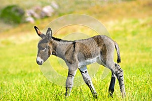 Baby Burro