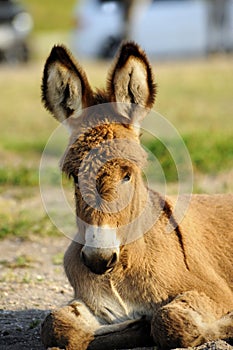 A Baby Burro