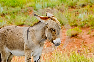 Baby Burro