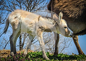 Baby Burro Searching for Milk
