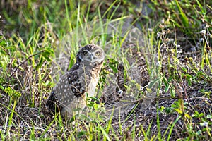 Baby Burrowing Owls portrait , South West Florida Wildlife, Cape Coral, Royalty free image