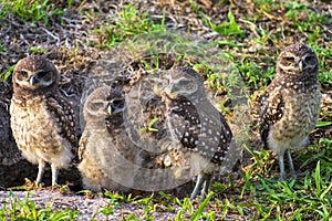 Baby Burrowing Owls portrait , South West Florida Wildlife, Cape Coral, Royalty free image