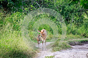 Baby Bushbuck and mother on a dirtroad.