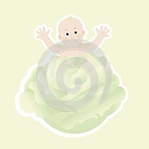 Baby in a cabbage