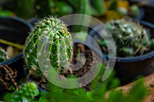 Baby cactus in a garden