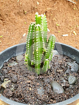 Baby cactus on pot