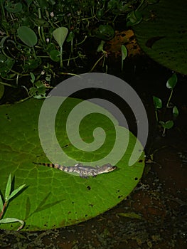 Baby caiman on a nenuphar leaf in the amazon rainforest of Leticia, Colombia