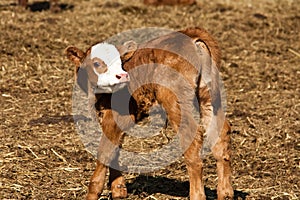 Baby Calf