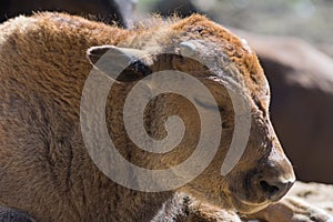 Baby calf of European bison close up.  Calf is sweely sleeping under the midday sun on the sand in the nursery