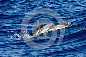 baby calf and mother striped dolphins jumping wild and free striped dolphin, Stenella coeruleoalba, in the coast of Genoa,