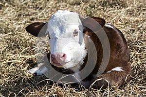 Baby Calf