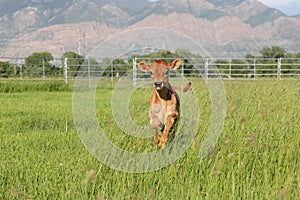 Baby calf running in grassy