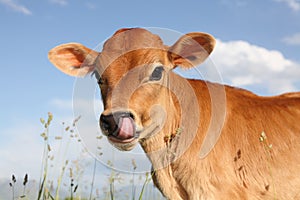 Baby calf sticking tongue in nose