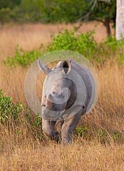 Baby calf white rhinoceros