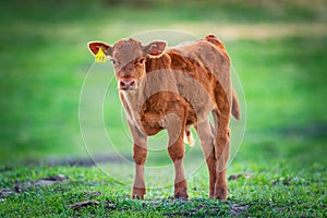 Baby Calf