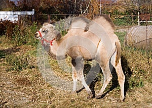 Baby camel