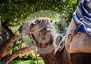 Baby camel photo