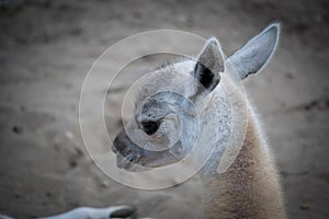 Baby camel looking cute