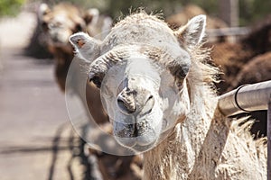 baby camel looking straight at camera