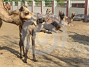 Baby Camel with Mother in National Research Centre on Camel. Bikaner. India