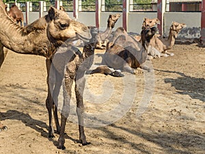 Baby Camel with Mother in National Research Centre on Camel. Bikaner. India